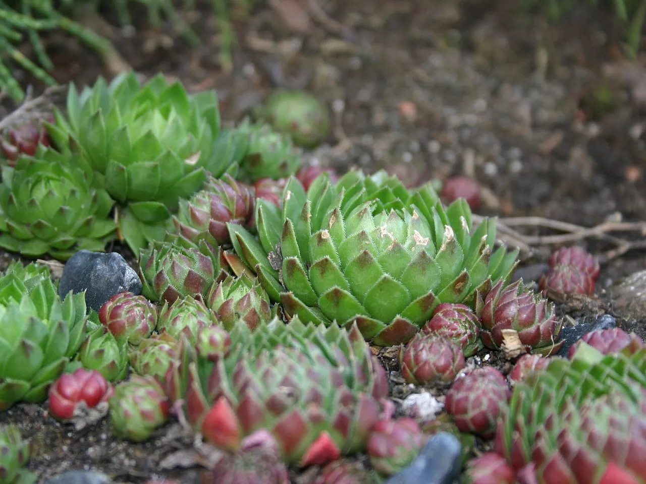 Rolling hen-and-chicks