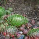 Rolling hen-and-chicks