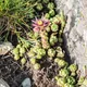 Sempervivum montanum