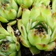 Sempervivum tectorum