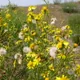 Senecio inaequidens