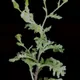 Senecio viscosus