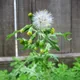 Common groundsel