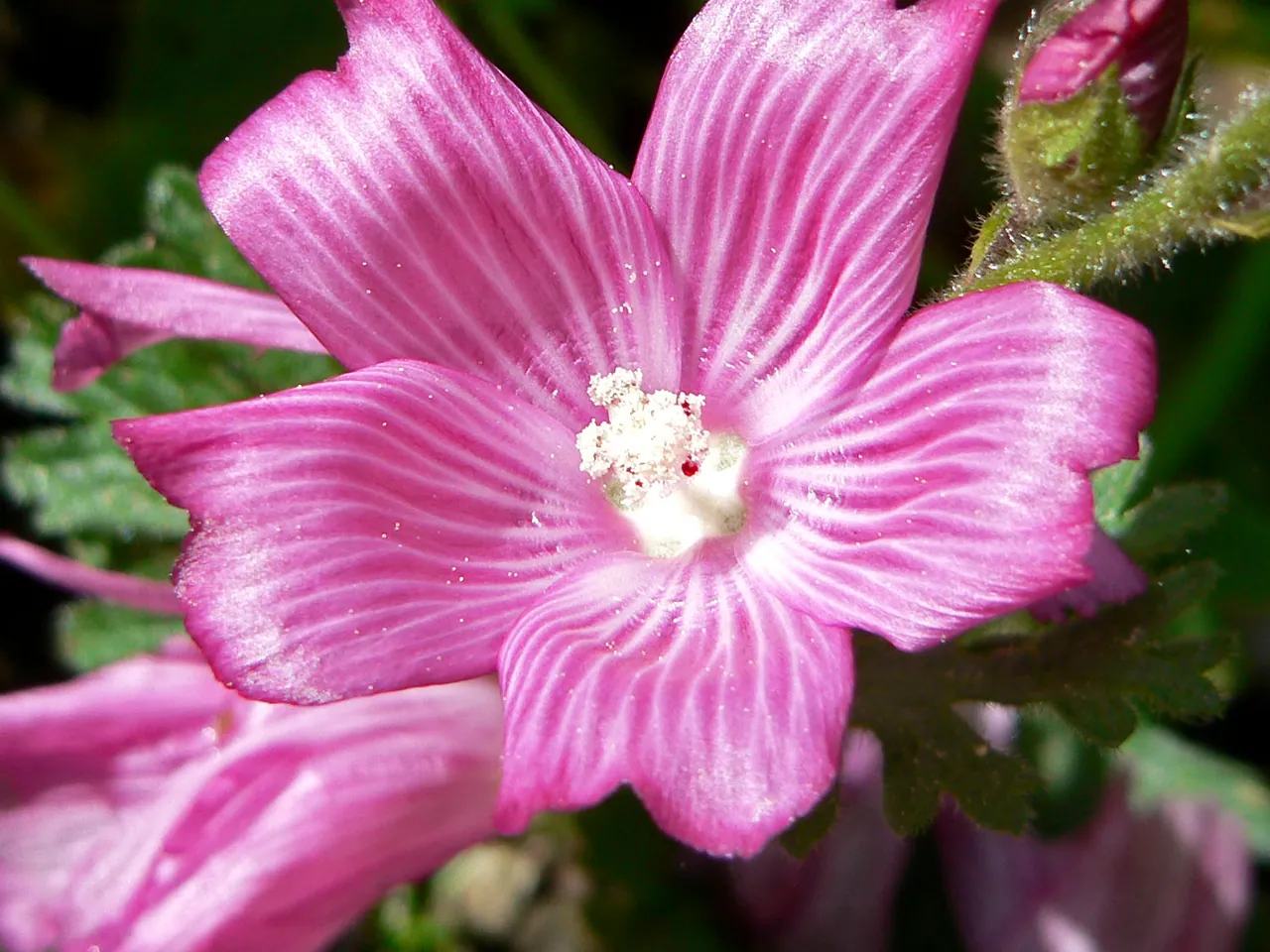 Greek mallow