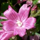 Greek mallow
