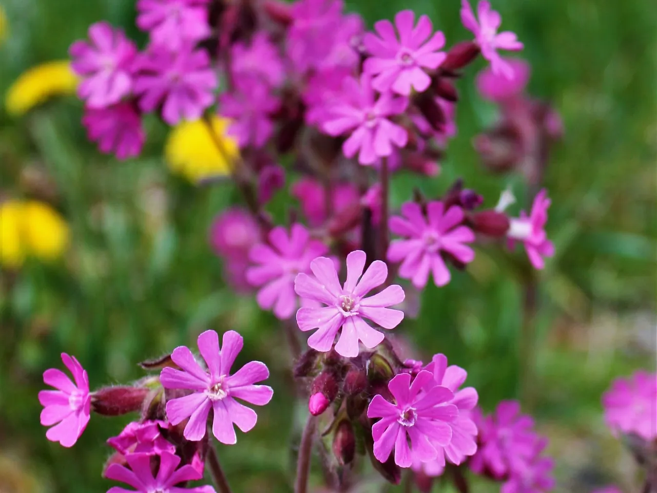 Red campion