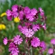 Red campion