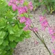 Clammy campion