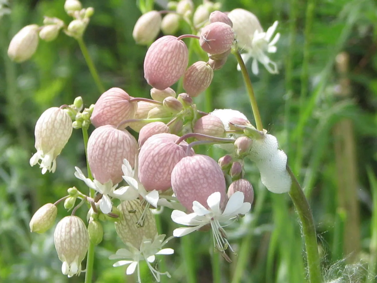 Bladder campion