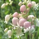 Bladder campion