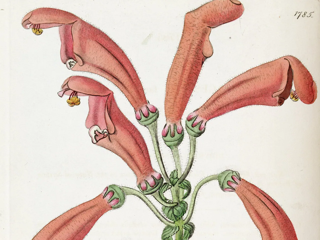 Sinningia bulbosa