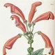 Sinningia bulbosa