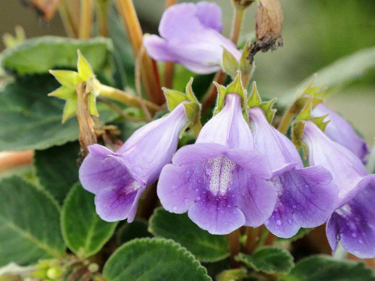 Sinningia speciosa