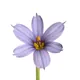 Sisyrinchium angustifolium