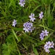 Strict blue-eyed grass