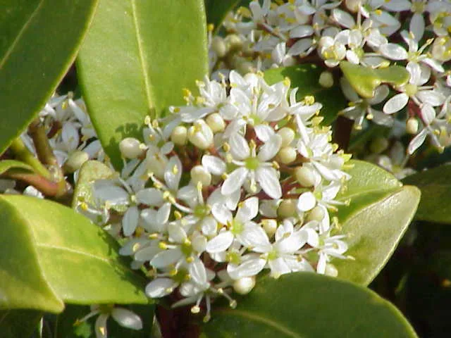 Japanese skimmia
