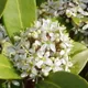 Japanese skimmia