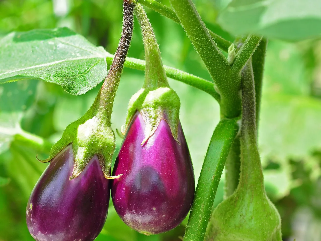 Aubergine