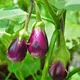 Aubergine