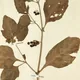 Black Nightshade