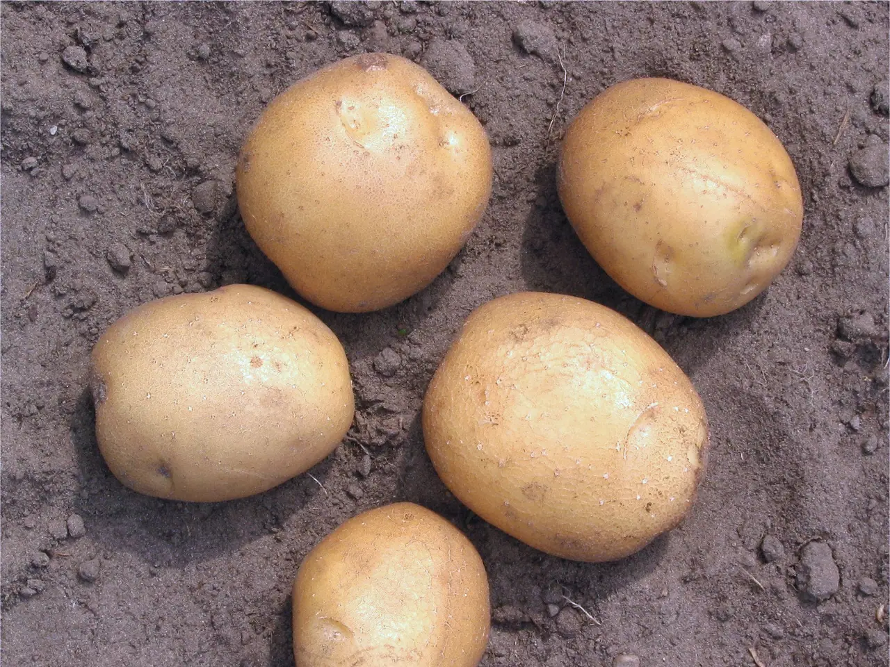 Potato