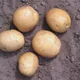 Potato