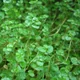 Soleirolia soleirolii