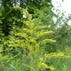 Solidago canadensis