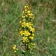 Goldenrod