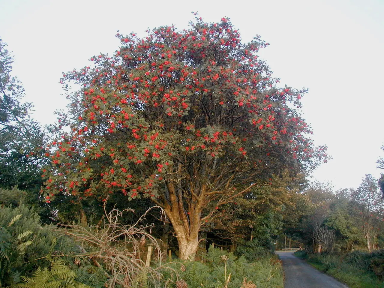European mountain-ash