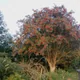European mountain-ash