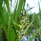 Branched bur-reed