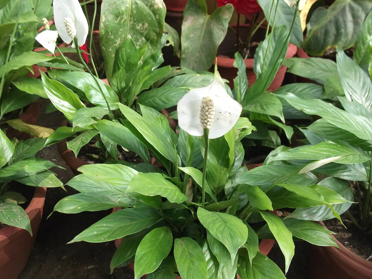 Canna-leaf peace lily