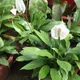 Canna-leaf peace lily