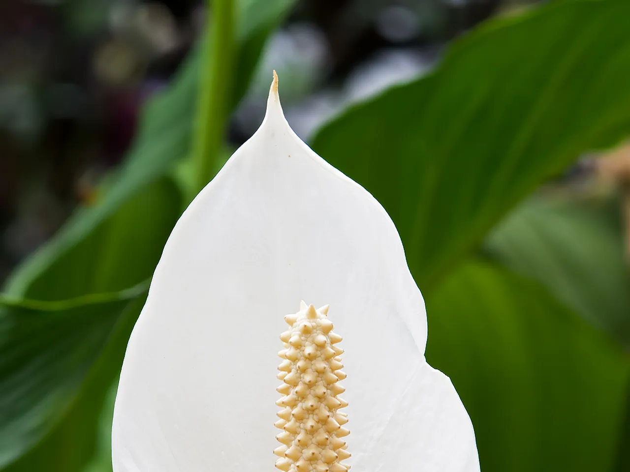 Spathiphyllum cochlearispathum