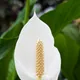 Spathiphyllum cochlearispathum
