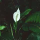 Spathiphyllum montanum