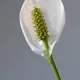 Peace lily