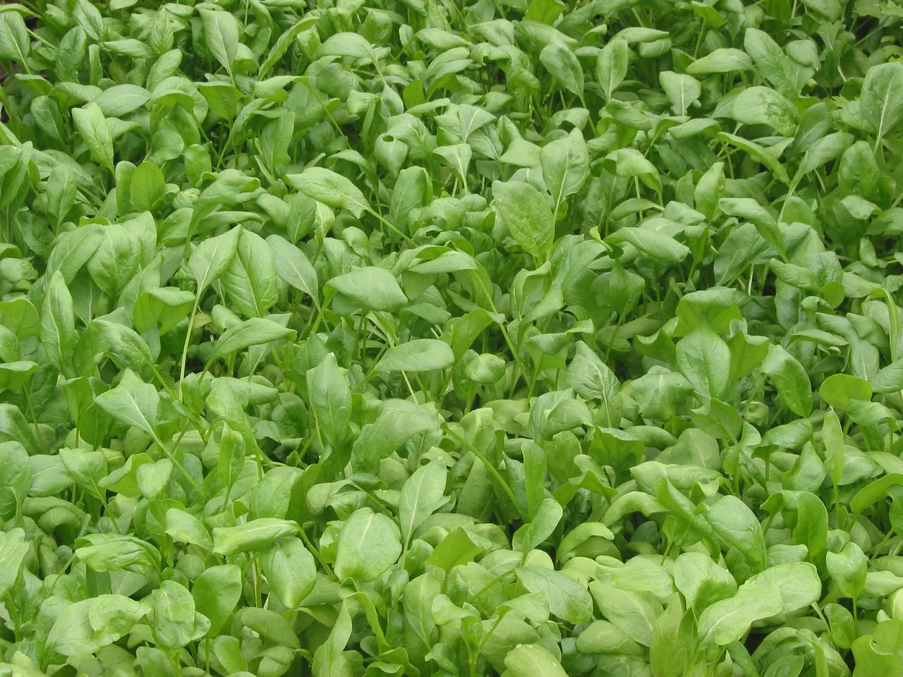 Spinach