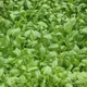 Spinach