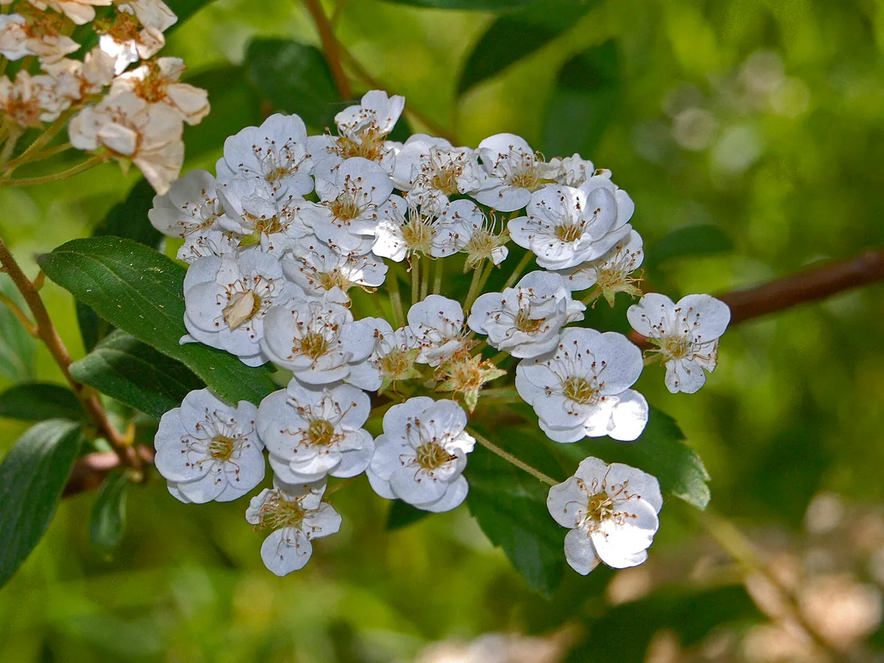 Spiraea chamaedryfolia