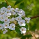 Spiraea chamaedryfolia