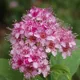 Japanese meadowsweet
