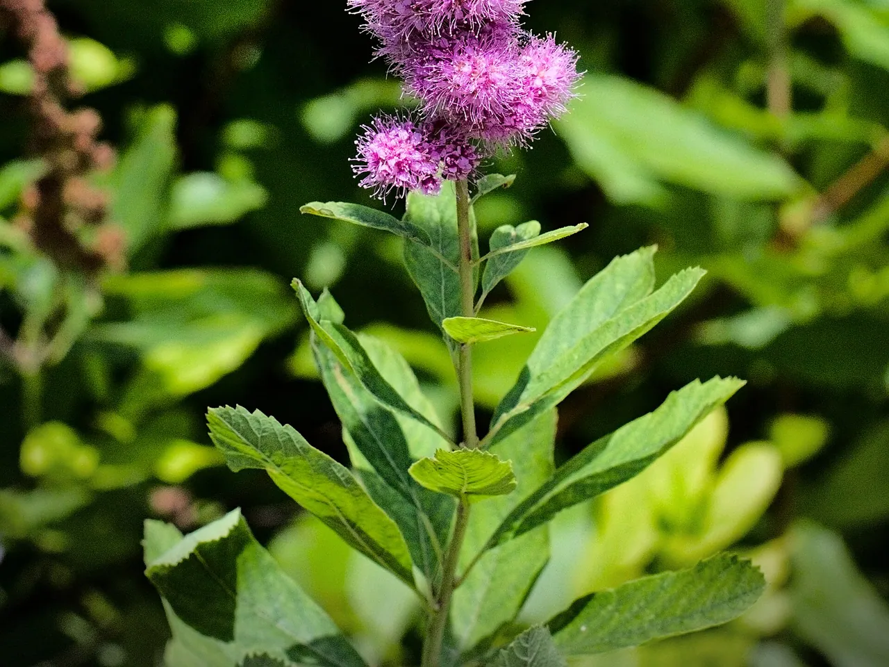 Spiraea salicifolia