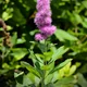 Spiraea salicifolia