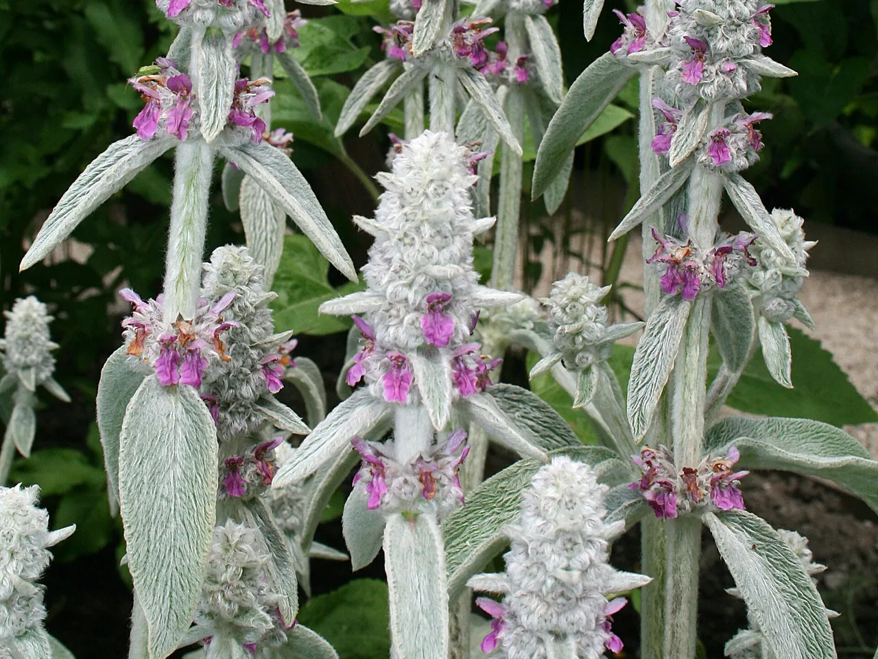 Stachys byzantina