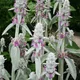 Stachys byzantina
