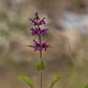 Hedge nettle