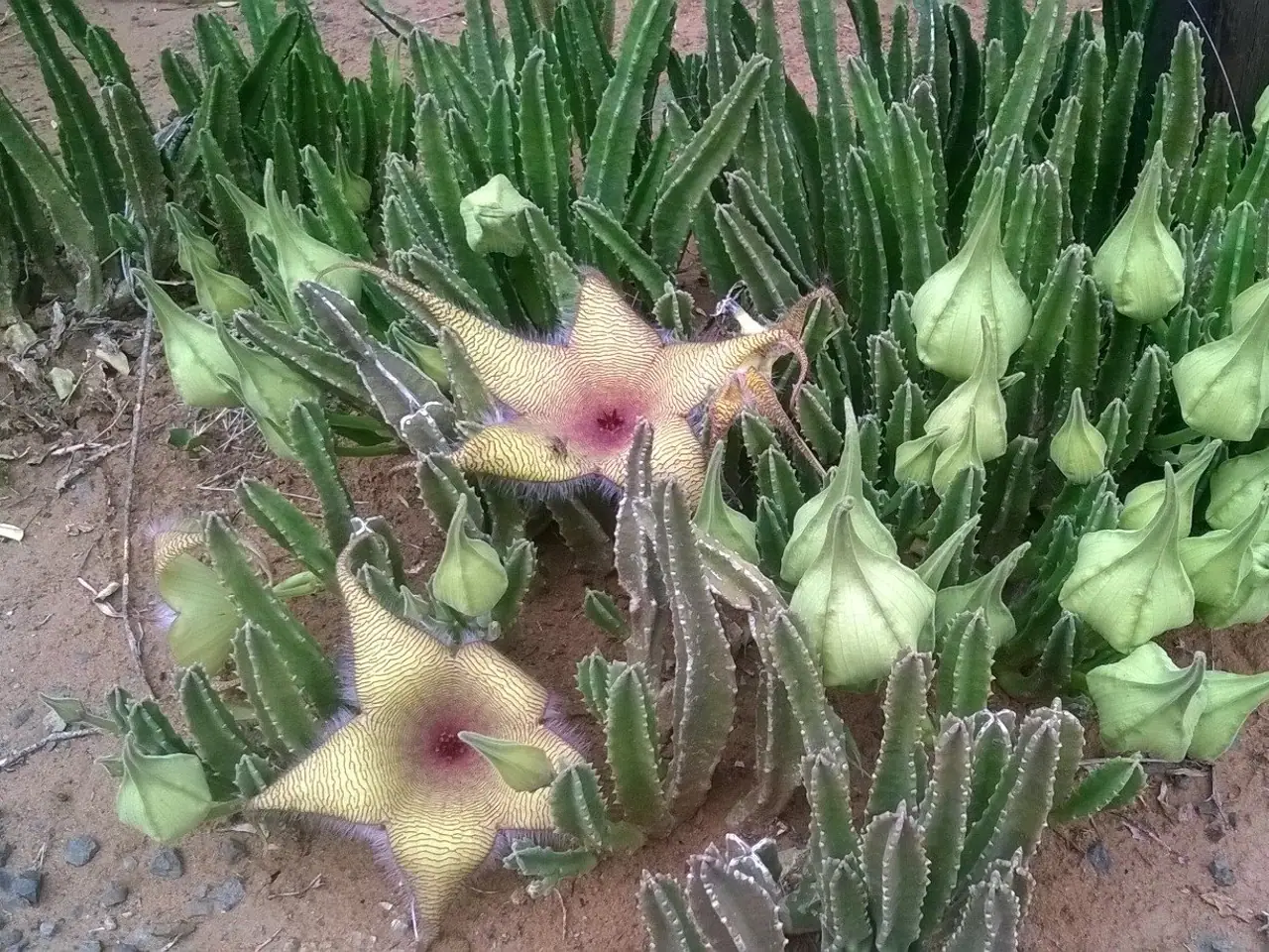 Stapelia gigantea
