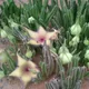 Stapelia gigantea
